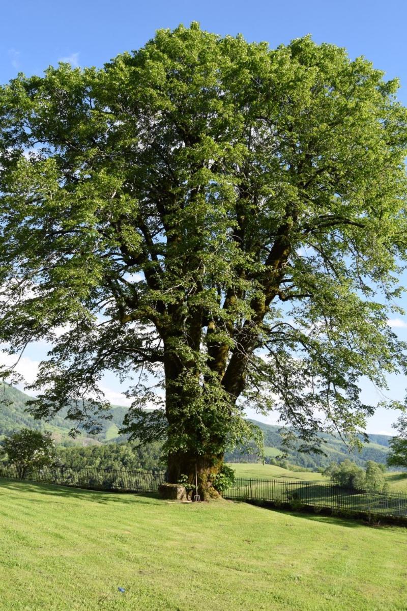 Gite 4 Personnes Dans Le Cantal Animaux Bienvenus Lascelle ภายนอก รูปภาพ